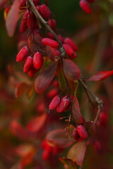 red barberry berries on a bush