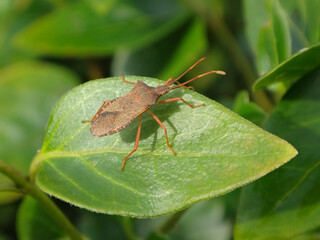 The box bug (Gonocerus acuteangulatus) on a periwinkle leaf