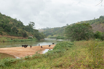 Paisagens do Rio Manhuaçú na localidade de Tabauna, municipio de Aimorés Minas Gerais, Brasil.