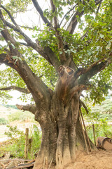 Figueira, Arvore centenaria com tronco gigantescmo, região de Corrego do Bugre, Aimorés Minas Gerais, Brasil