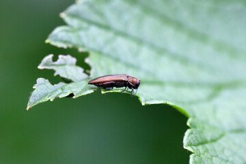 Currant borer beetle (Agrilus ribesi) on the blackcurrant leaf on which it was feeding.