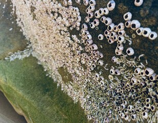 close up of shells on rock