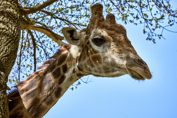 Close up of young african giraffe's head near tree