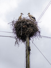 Fototapeta premium Storks in Nest
