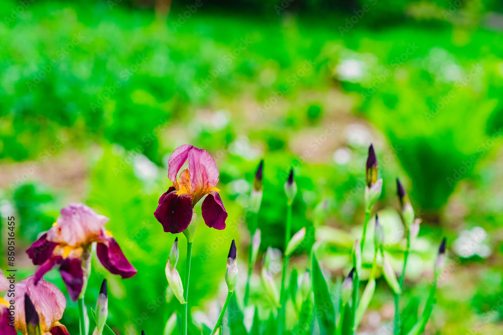 Canvas Prints flowers