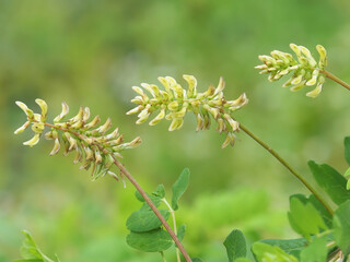Liquorice milkvetch plant with flowers, Astragalus glycyphyllos