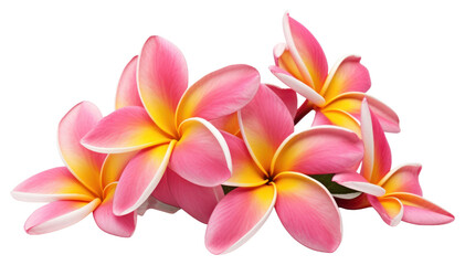 PNG Tropical Plumeria flower petal plant white background.
