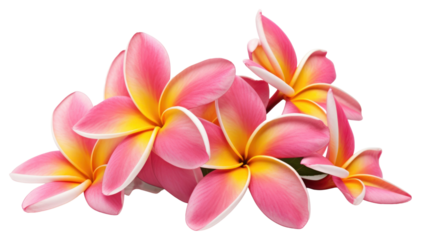 PNG Tropical Plumeria flower petal plant white background.