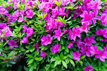 pink flowers background
