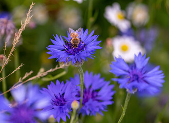 Macro of a bee on a cornflower centaurea cyanus blossom