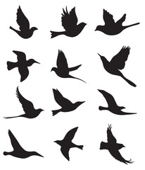 vector silhouettes of different type of flying birds