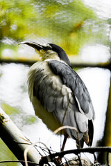 Portrait of a night heron. Bird in close-up. Nycticorax nycticorax.
