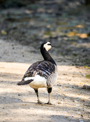 Portrait of a barnacle goose. Bird in natural environment. Branta leucopsis.
