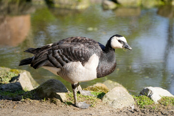 Portrait of a barnacle goose. Bird in natural environment. Branta leucopsis.
