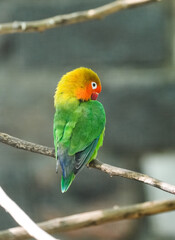 Portrait of a Fischer's lovebird. Agapornis fischeri. Small colorful parrot. 	