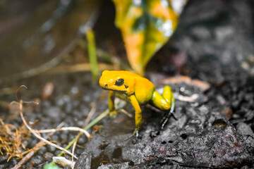 Yellow poison dart frog in nature. Close-up of the animal. Dendrobatidae. Phyllobates terribilis.
