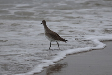 Adult Sandpipers on the beach. Ocean front, Florida.
