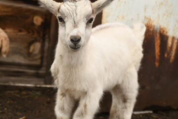 Obraz premium Young baby goat grazing on an animal farm