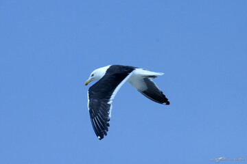 Beautiful seagull