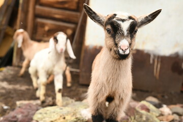 Obraz premium Young baby goat grazing on an animal farm