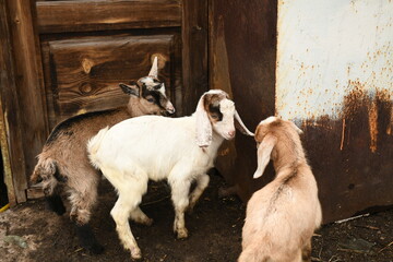 Obraz premium Young baby goat grazing on an animal farm