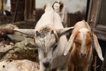 Young baby goat grazing on an animal farm