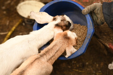 Obraz premium Young baby goat grazing on an animal farm