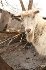 Fototapeta premium Goats grazing on an animal farm