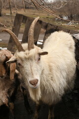 Goats grazing on an animal farm