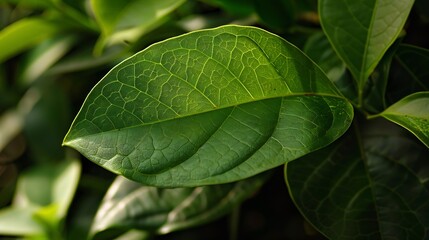 Nature of dark green leaf in garden Natural green leaves plants using  background cover page environment ecology or greenery wallpaper : Generative AI