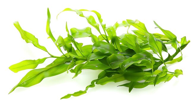 Aquatic plant java fern microsorum pteropus  narrow isolated on white background with clipping path : Generative AI