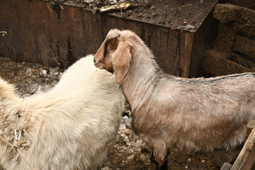 Goats grazing on an animal farm