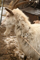 Fototapeta premium Goats grazing on an animal farm