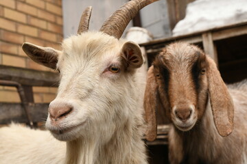 Goats grazing on an animal farm