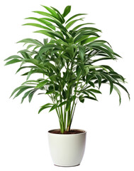 PNG Tropical tree plant in home arecaceae planter pottery.