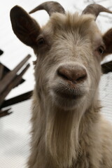 Goats grazing on an animal farm