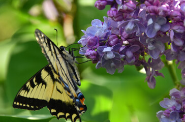 A butterfly in the garden, Sainte-Apolline, Québec, Canada