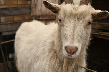 Goats grazing on an animal farm