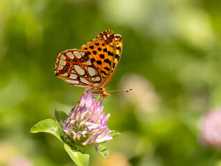 butterfly, insect, flower, nature, summer, macro, animal, wildlife, wings, garden, orange, fly, colorful, spring, beautiful, beauty, plant, fauna, wing, leaf, bug, yellow, pink, meadow
