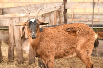 Fototapeta premium Goats grazing on an animal farm