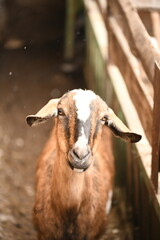 Goats grazing on an animal farm