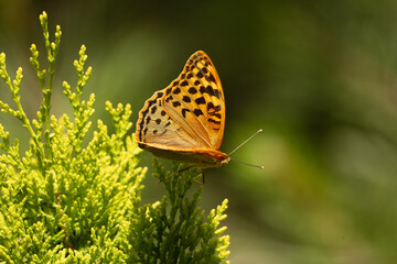 butterfly, insect, flower, nature, summer, macro, animal, wildlife, wings, garden, orange, fly, colorful, spring, beautiful, beauty, plant, fauna, wing, leaf, bug, yellow, pink, meadow