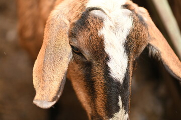 Goats grazing on an animal farm