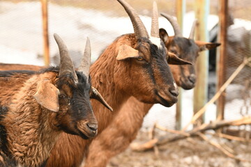 Goats grazing on an animal farm