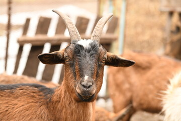 Goats grazing on an animal farm