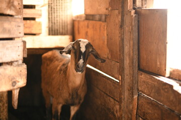 Goats grazing on an animal farm