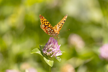 butterfly, insect, flower, nature, summer, macro, animal, wildlife, wings, garden, orange, fly, colorful, spring, beautiful, beauty, plant, fauna, wing, leaf, bug, yellow, pink, meadow