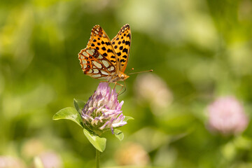 butterfly, insect, flower, nature, summer, macro, animal, wildlife, wings, garden, orange, fly, colorful, spring, beautiful, beauty, plant, fauna, wing, leaf, bug, yellow, pink, meadow