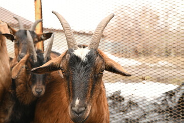 Goats grazing on an animal farm