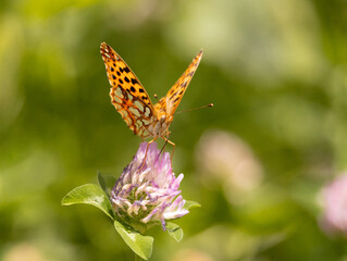 butterfly, insect, flower, nature, summer, macro, animal, wildlife, wings, garden, orange, fly, colorful, spring, beautiful, beauty, plant, fauna, wing, leaf, bug, yellow, pink, meadow